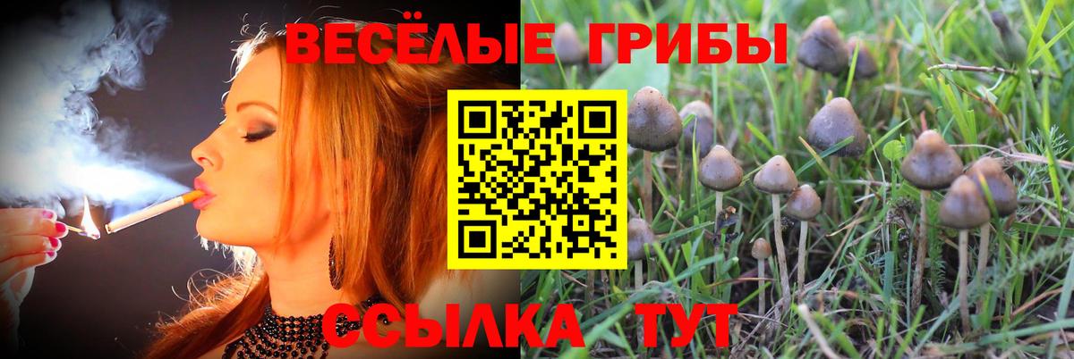 Галлюциногенные грибы Psilocybine cubensis  Вход с VPN  Вичуга 
